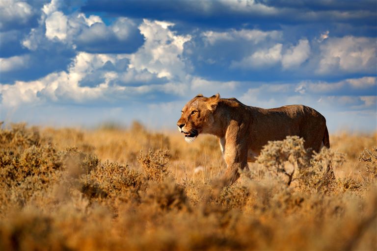 Entdeckungsreise Namibia ©ondrejprosicky/adobestock